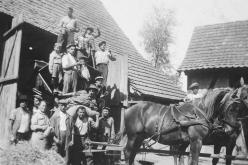 La batteuse tirée par des chevaux