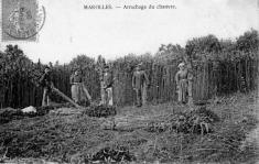 Arrachage à Marolles