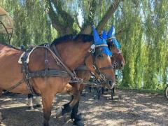 Les chevaux